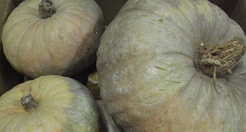Gresskar 15 Kg - Pris 44 €