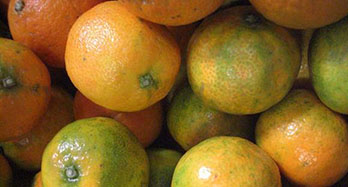 Mandariner Clemenrubi 12 Kg - Pris 44 €
