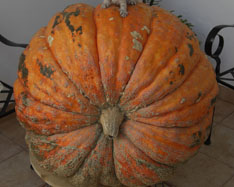 Kjøp Gresskar - Valencia pumpkins online