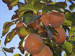 Kjøp Persimmon Online - Valencia persimmons online