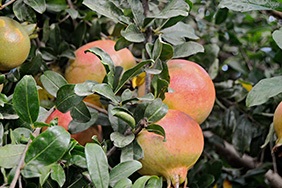 Kjøp granatepler på nett - Valencia pomegranates online