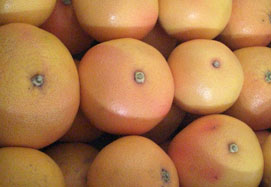 Kjøp Grapefrukt - Valencia grapefruits online