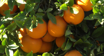 Appelsiner Navel Lane Late 12kg - Pris 44 €