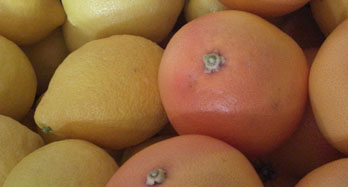 Blandet Sitroner og grapefrukt 18 Kg - Pris 50 €