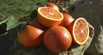 Blood Appelsiner 15 kg - Pris 44 €