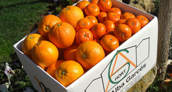 Blandet Washington Hernandina 18kg - Pris 50 €